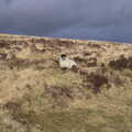 A Dartmoor sheep, A Trip to Grandma J's, Spreyton, Devon - 18th February 2015