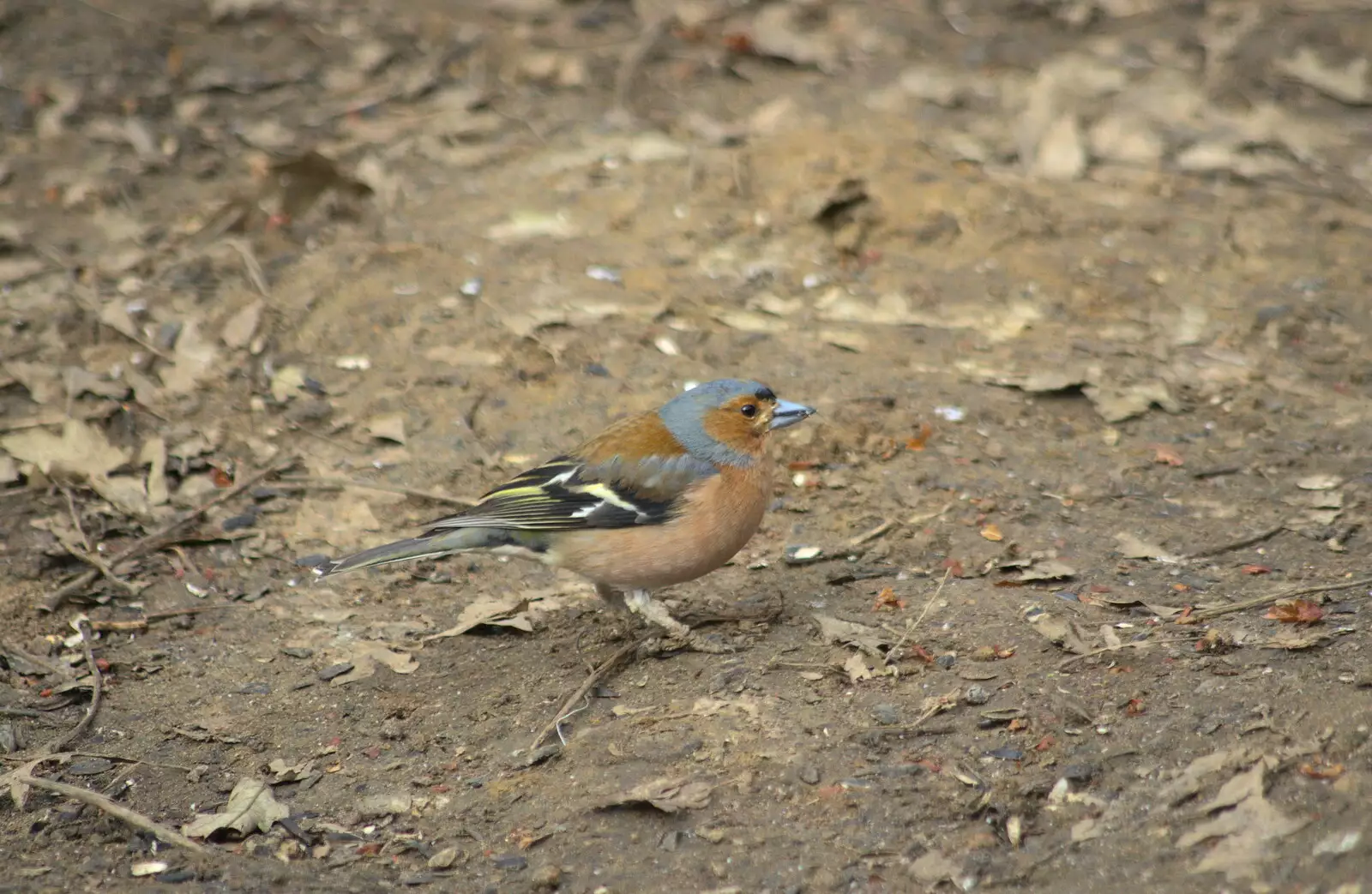 A bullfinch down at Thornham, from A Crashed Car and Greenhouse Demolition, Brome, Suffolk - 20th March 2015