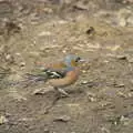 A bullfinch down at Thornham, A Crashed Car and Greenhouse Demolition, Brome, Suffolk - 20th March 2015