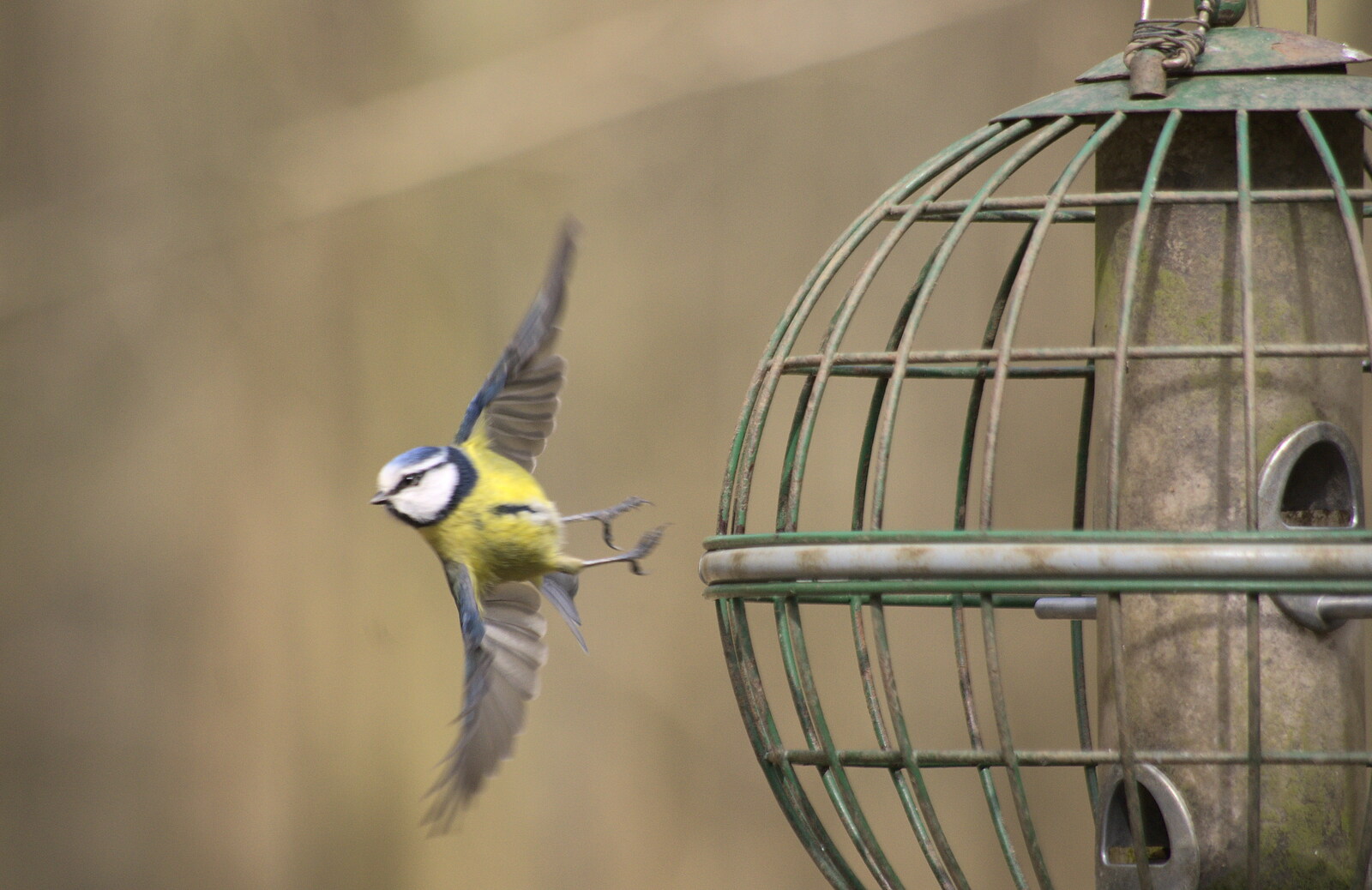A blue tit takes to the wing from A Crashed Car and Greenhouse Demolition, Brome, Suffolk - 20th March 2015