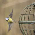 2015 A blue tit takes to the wing