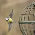 A blue tit takes to the wing, A Crashed Car and Greenhouse Demolition, Brome, Suffolk - 20th March 2015