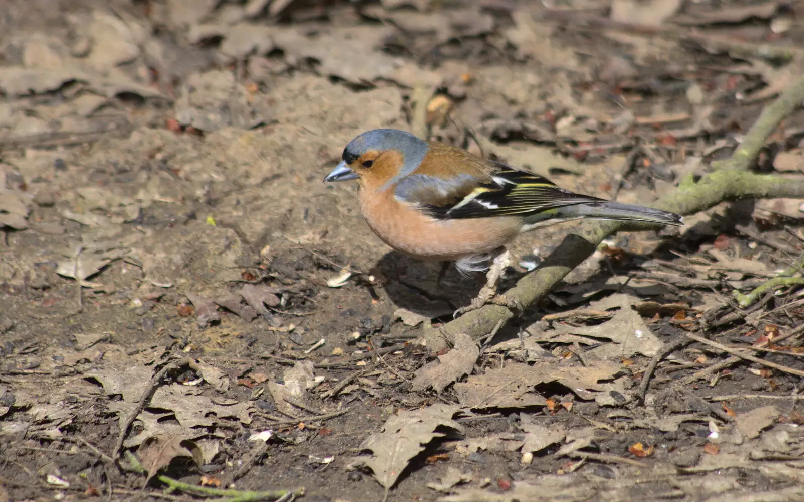 The bullfinch rummages about, from A Crashed Car and Greenhouse Demolition, Brome, Suffolk - 20th March 2015