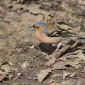 The bullfinch rummages about, A Crashed Car and Greenhouse Demolition, Brome, Suffolk - 20th March 2015