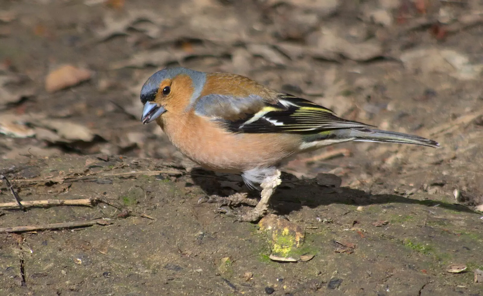 More bullfinch action, from A Crashed Car and Greenhouse Demolition, Brome, Suffolk - 20th March 2015