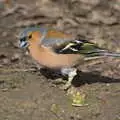 More bullfinch action, A Crashed Car and Greenhouse Demolition, Brome, Suffolk - 20th March 2015