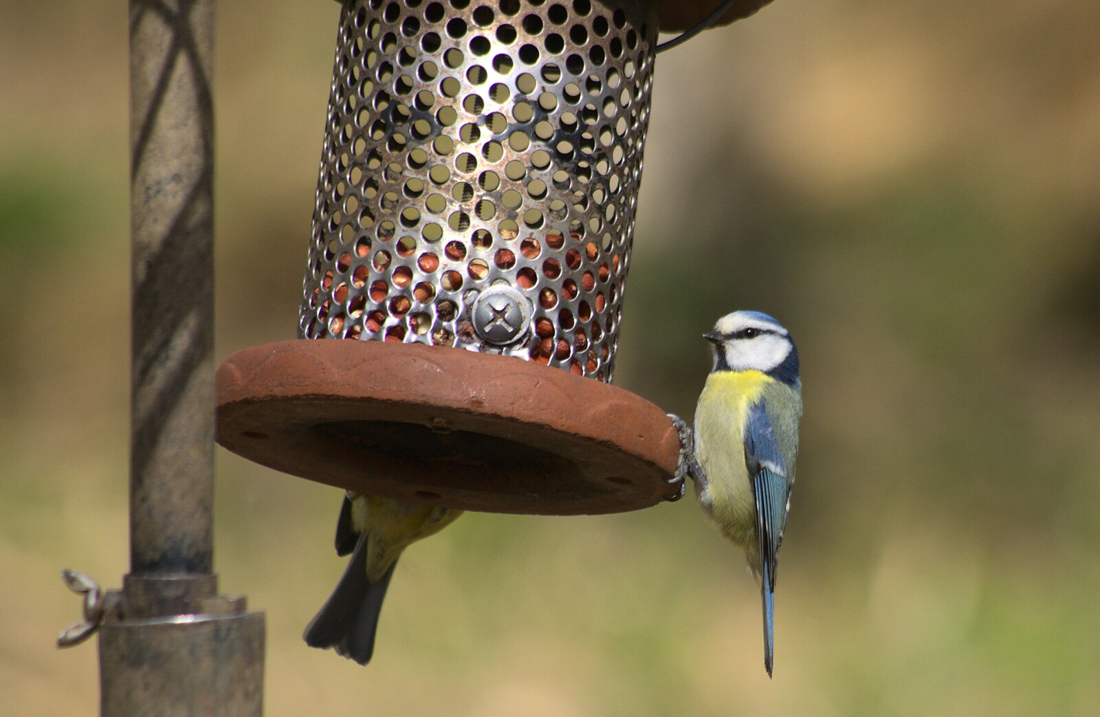 Another blue tit on a feeder from A Crashed Car and Greenhouse Demolition, Brome, Suffolk - 20th March 2015