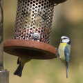 2015 Another blue tit on a feeder