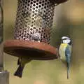 Another blue tit on a feeder, A Crashed Car and Greenhouse Demolition, Brome, Suffolk - 20th March 2015