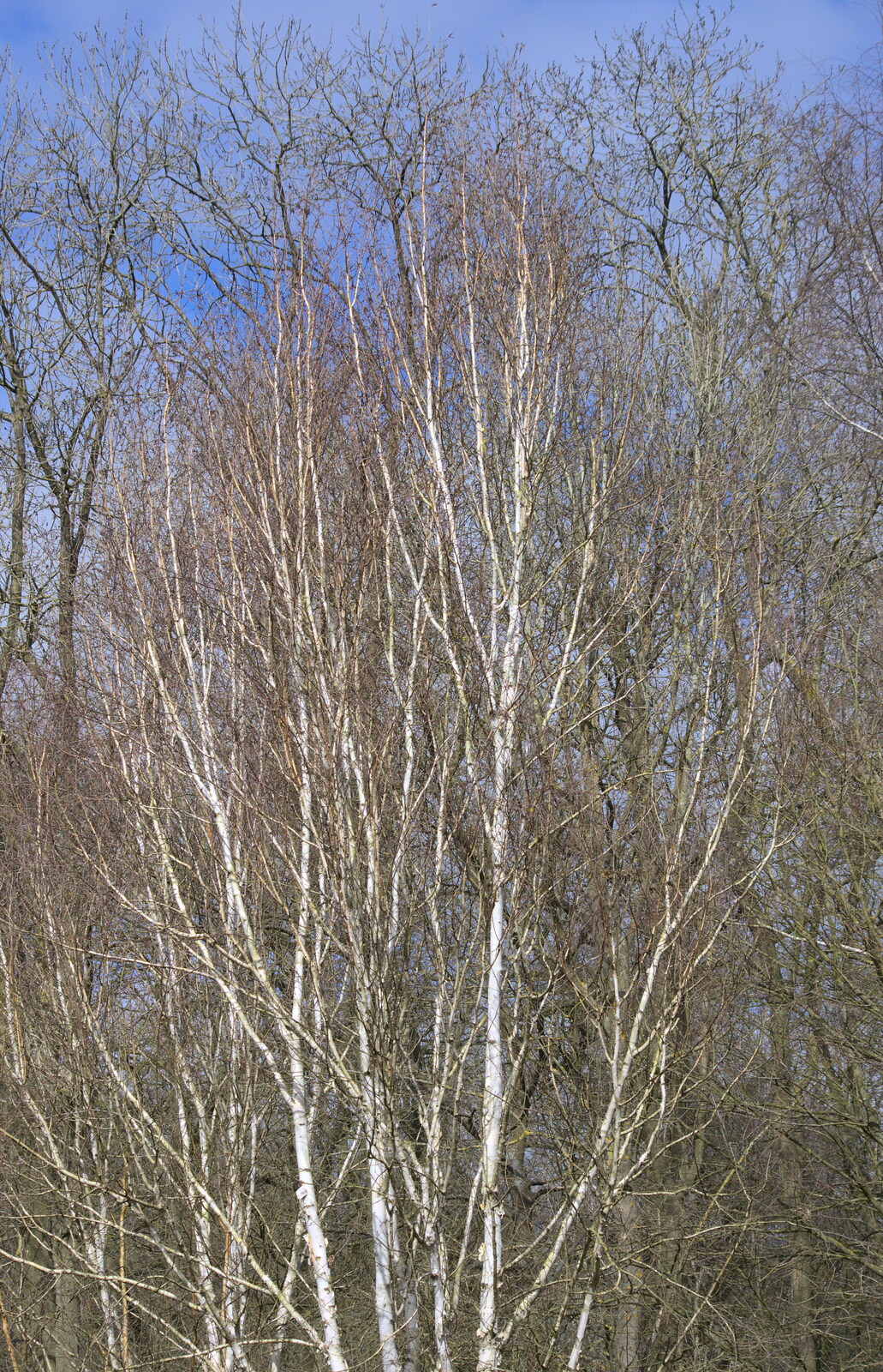 Silver birch trees from A Crashed Car and Greenhouse Demolition, Brome, Suffolk - 20th March 2015