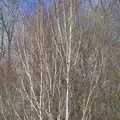 Silver birch trees, A Crashed Car and Greenhouse Demolition, Brome, Suffolk - 20th March 2015