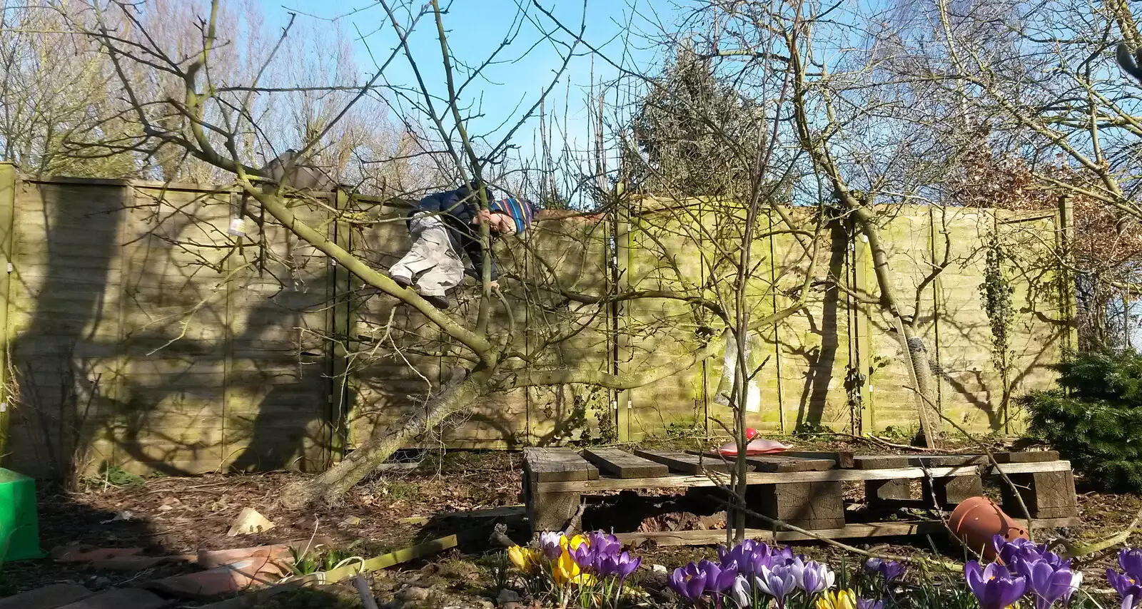 Harry's up a tree in the garden, from A Crashed Car and Greenhouse Demolition, Brome, Suffolk - 20th March 2015