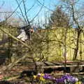 Harry's up a tree in the garden, A Crashed Car and Greenhouse Demolition, Brome, Suffolk - 20th March 2015