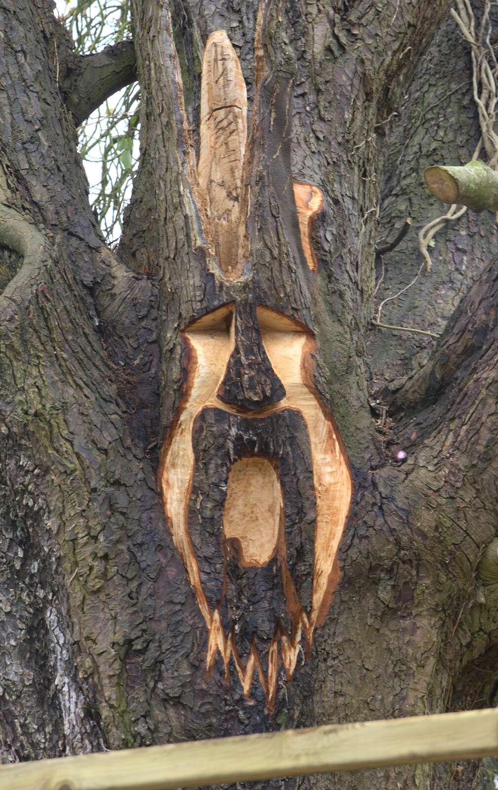 A bearded face in the tree from The Launching of the Jolly Conkerer, The Oaksmere, Brome, Suffolk - 3rd April 2015