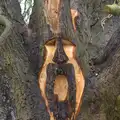 A bearded face in the tree, The Launching of the Jolly Conkerer, The Oaksmere, Brome, Suffolk - 3rd April 2015