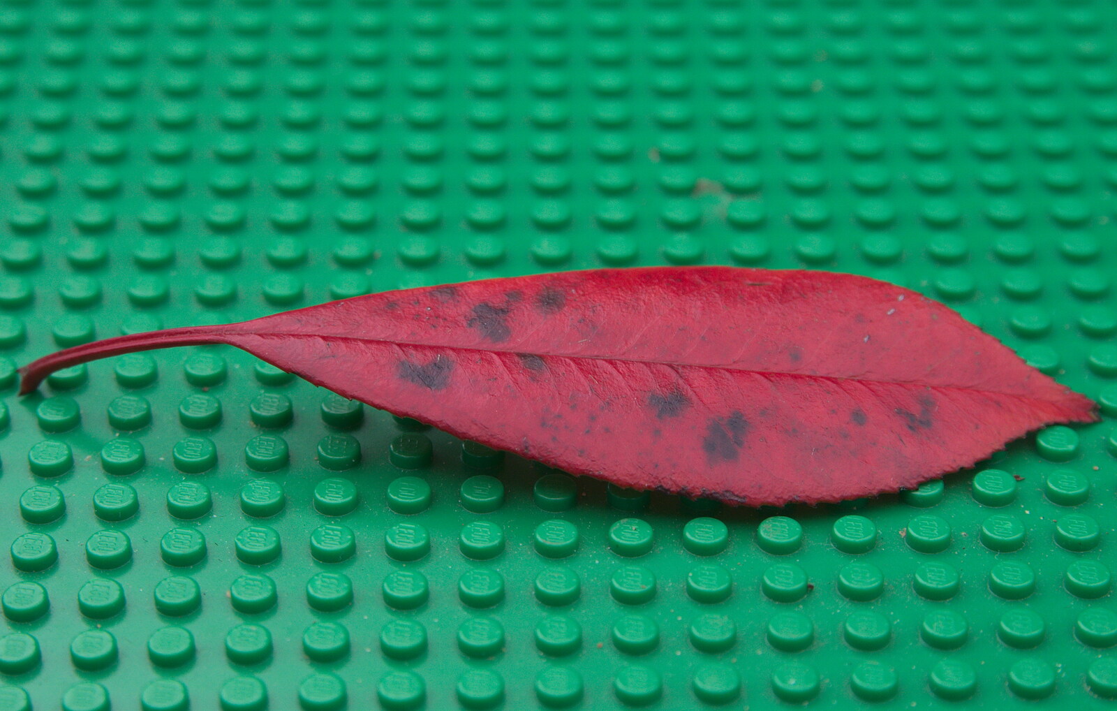 A red leaf on a green Lego base from The Launching of the Jolly Conkerer, The Oaksmere, Brome, Suffolk - 3rd April 2015