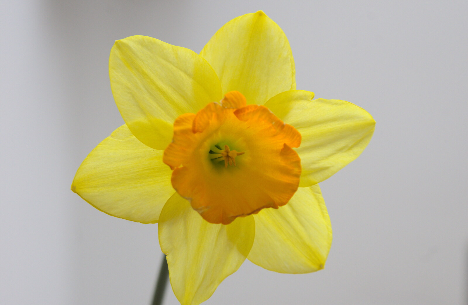 An April daffodil from The Launching of the Jolly Conkerer, The Oaksmere, Brome, Suffolk - 3rd April 2015