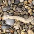 A short length of rope lies on the beach, A Day on the Beach, Dunwich, Suffolk - 6th April 2015