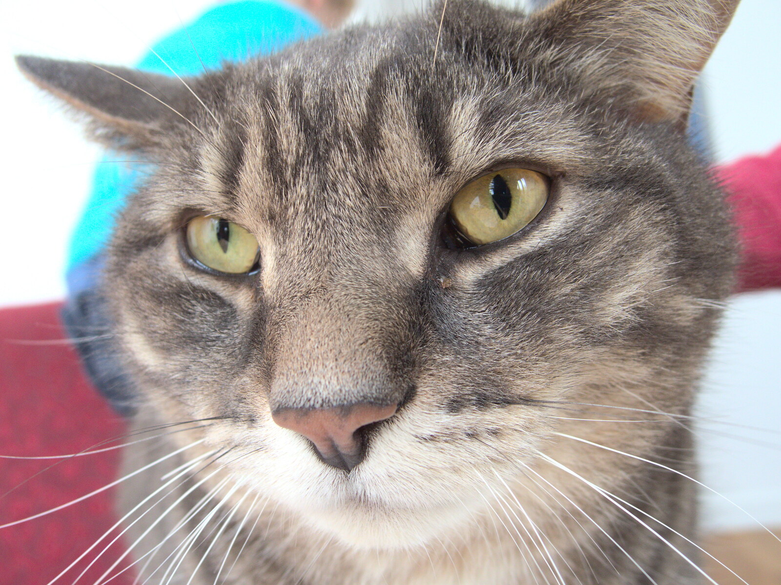 Boris - stripey cat - close up from Making Dens: Rosie's Birthday, Thornham, Suffolk - 25th April 2015