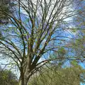 Spring foliage, Making Dens: Rosie's Birthday, Thornham, Suffolk - 25th April 2015