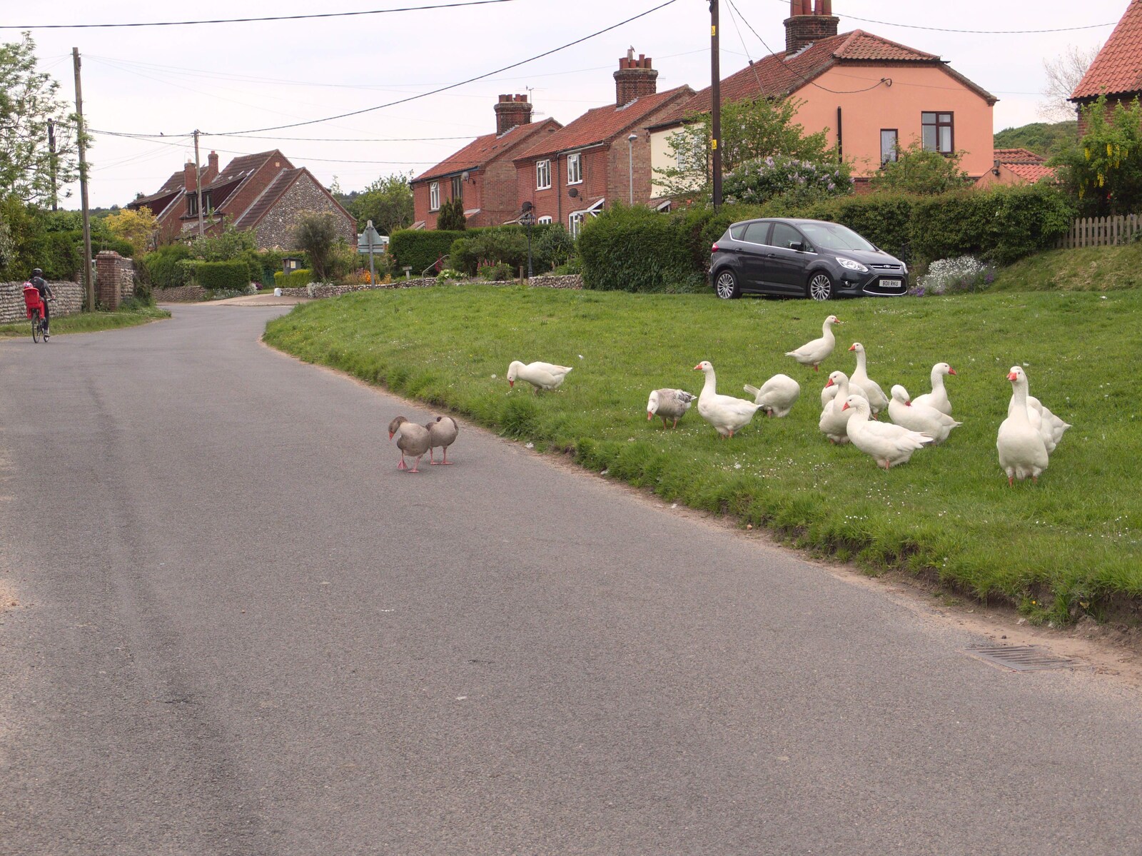 A gaggle of geese in East Runton from A Birthday Camping Trip, East Runton, North Norfolk - 26th May 2015