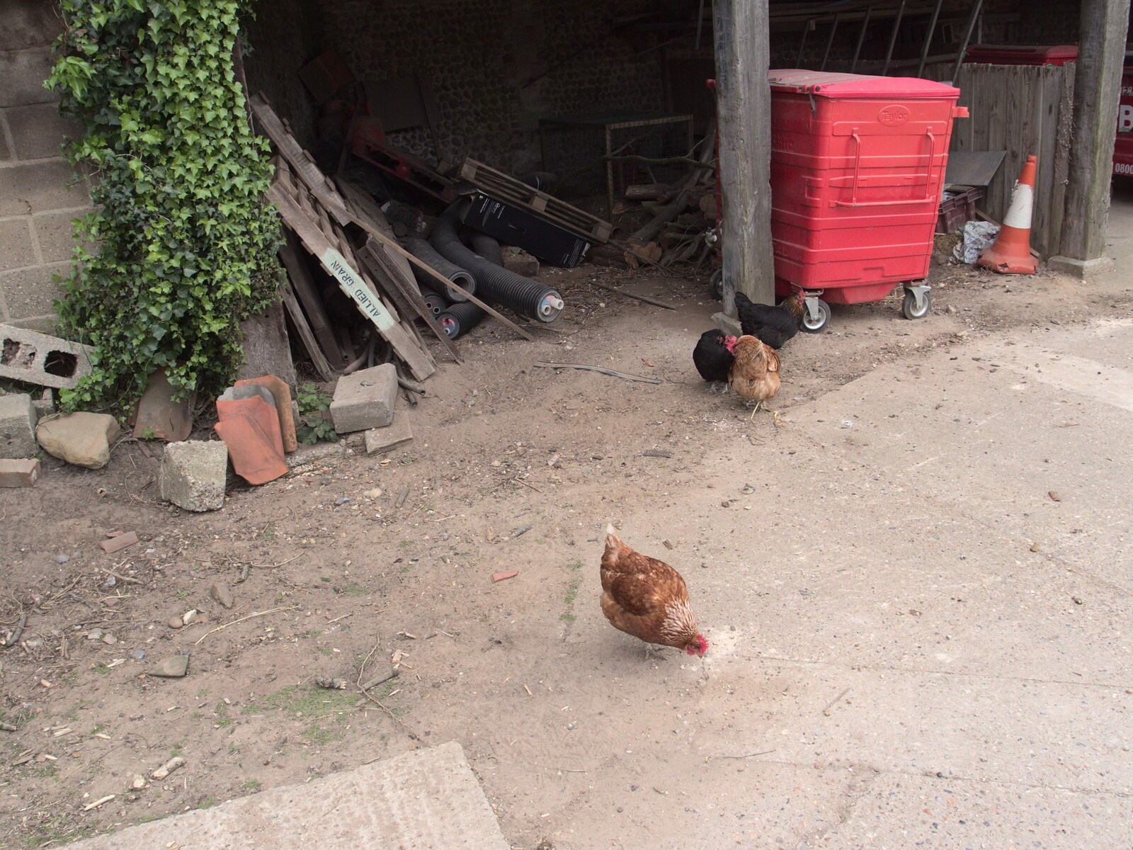 Chickens peck about from A Birthday Camping Trip, East Runton, North Norfolk - 26th May 2015