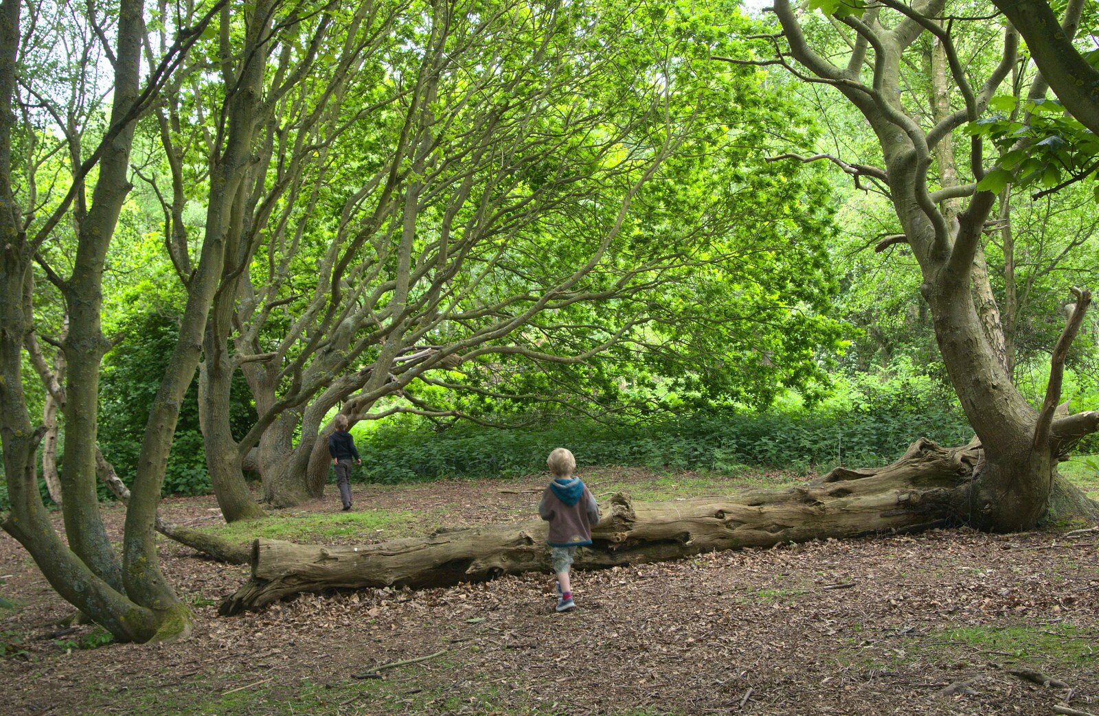 The boys in the woods from A Birthday Camping Trip, East Runton, North Norfolk - 26th May 2015