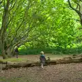 The boys in the woods, A Birthday Camping Trip, East Runton, North Norfolk - 26th May 2015