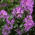 Purple flowers in the rain, Thursday BSCC Bike Rides, Thelnetham and Earl Soham, Suffolk - 31st May 2015