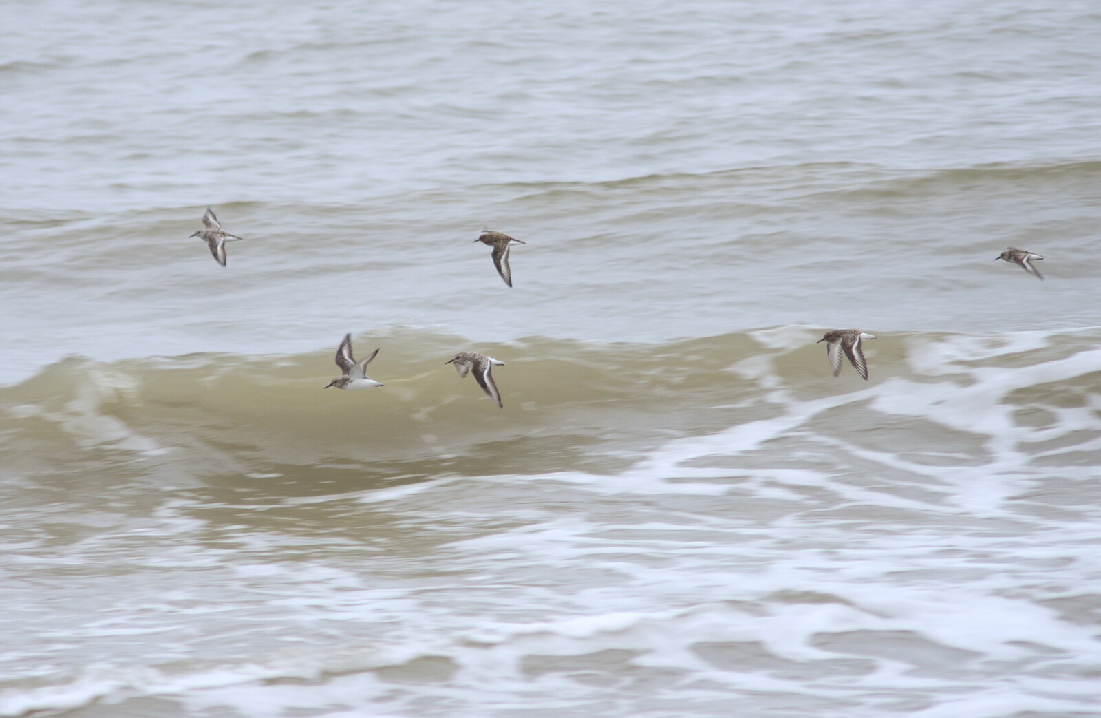 A flock of seabirds swings by from A Wet Weekend of Camping, Waxham Sands, Norfolk - 13th June 2015