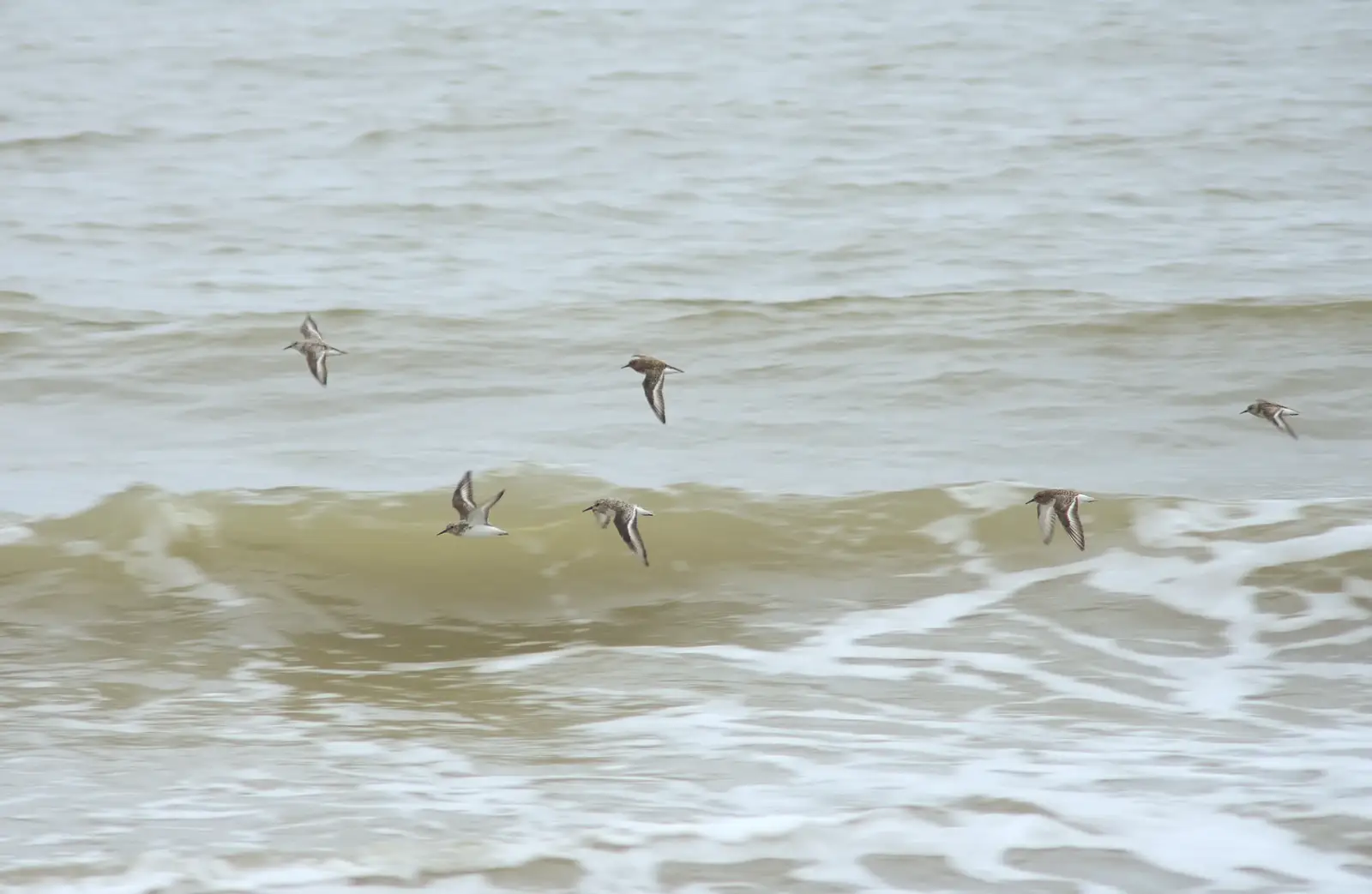 A flock of seabirds swings by, from A Wet Weekend of Camping, Waxham Sands, Norfolk - 13th June 2015