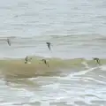 A flock of seabirds swings by, A Wet Weekend of Camping, Waxham Sands, Norfolk - 13th June 2015