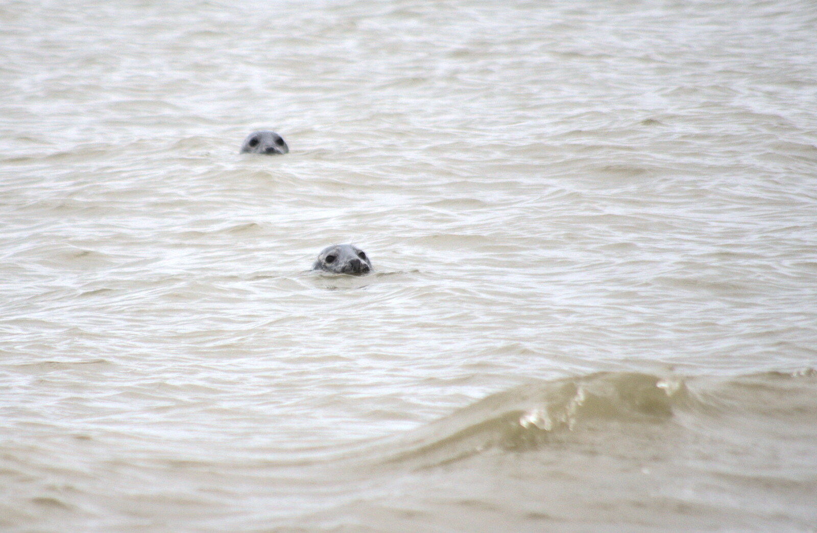 A pair of seals bob around in the sea from A Wet Weekend of Camping, Waxham Sands, Norfolk - 13th June 2015
