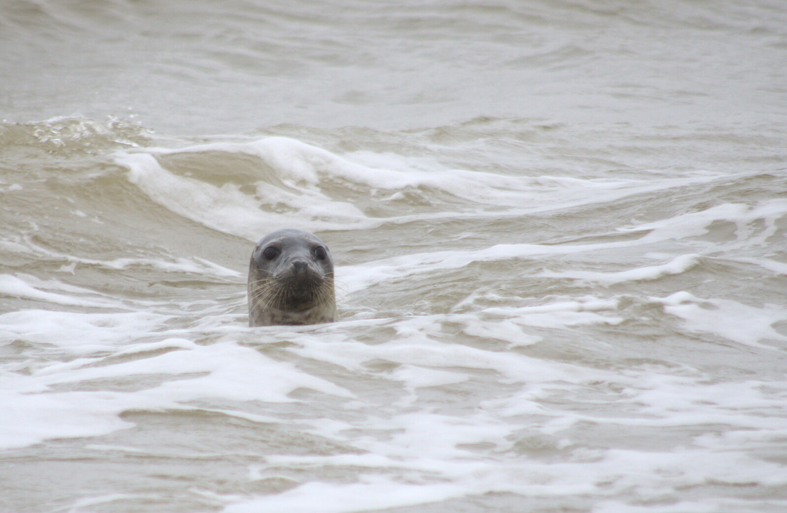 A curious seal pops its head out of the water from A Wet Weekend of Camping, Waxham Sands, Norfolk - 13th June 2015