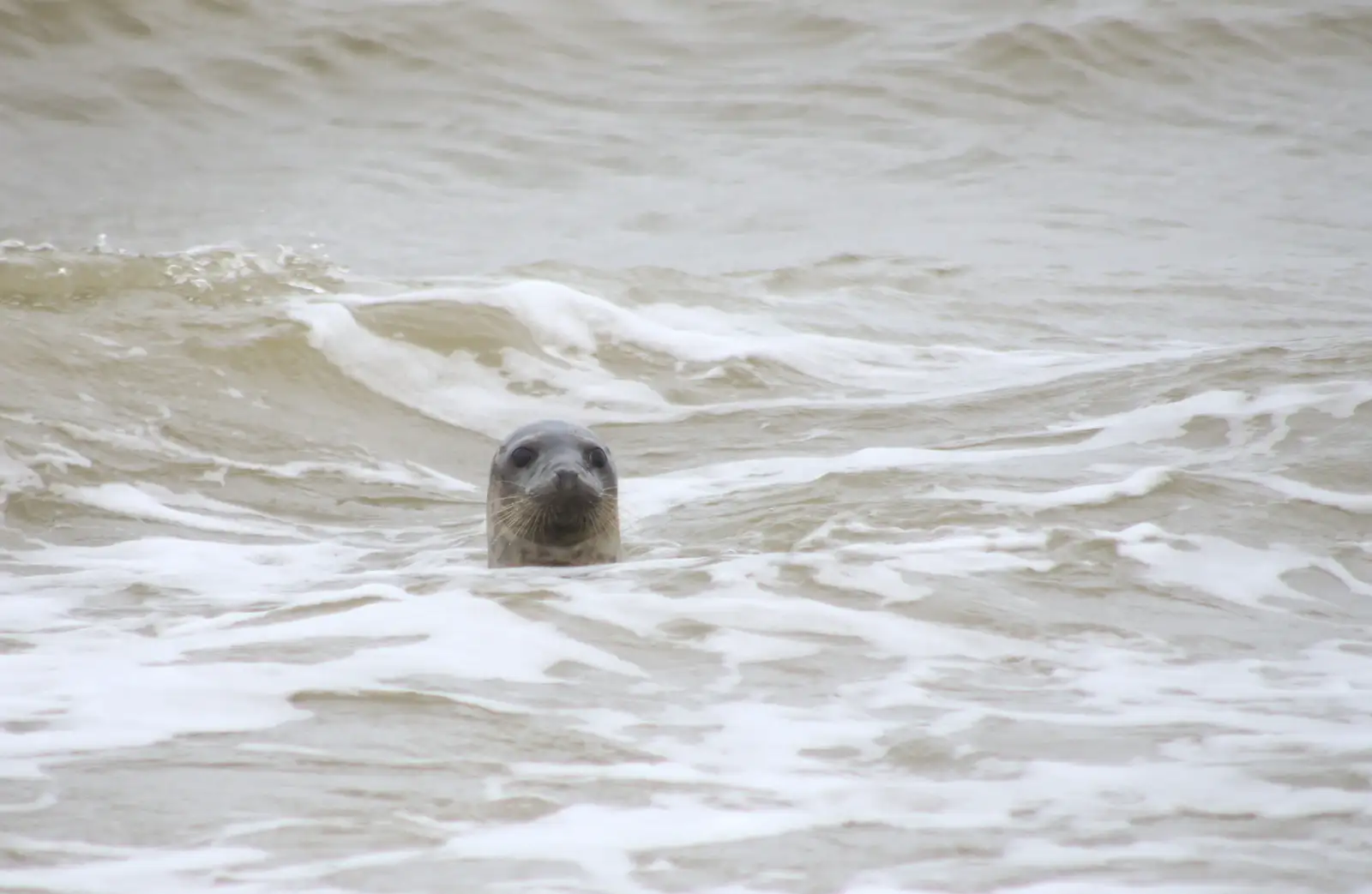 A curious seal pops its head out of the water, from A Wet Weekend of Camping, Waxham Sands, Norfolk - 13th June 2015