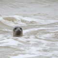 A curious seal pops its head out of the water, A Wet Weekend of Camping, Waxham Sands, Norfolk - 13th June 2015