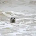 A curious seal pops its head out of the water, A Wet Weekend of Camping, Waxham Sands, Norfolk - 13th June 2015