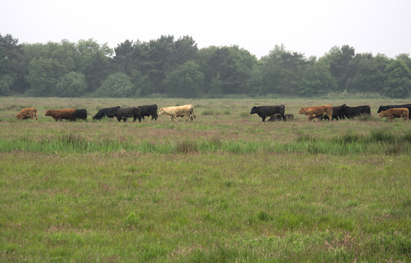 Cows on the marshes from A Wet Weekend of Camping, Waxham Sands, Norfolk - 13th June 2015