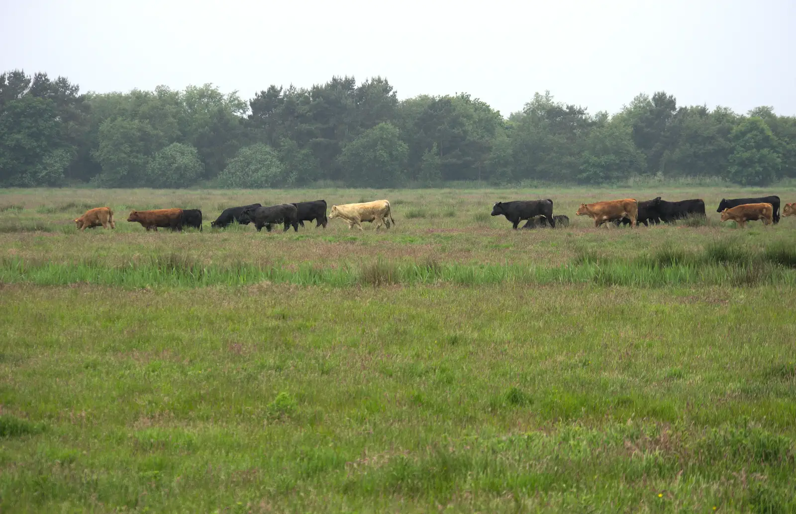 Cows on the marshes, from A Wet Weekend of Camping, Waxham Sands, Norfolk - 13th June 2015