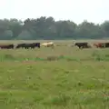 Cows on the marshes, A Wet Weekend of Camping, Waxham Sands, Norfolk - 13th June 2015