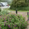 Fred hangs around, A Wet Weekend of Camping, Waxham Sands, Norfolk - 13th June 2015