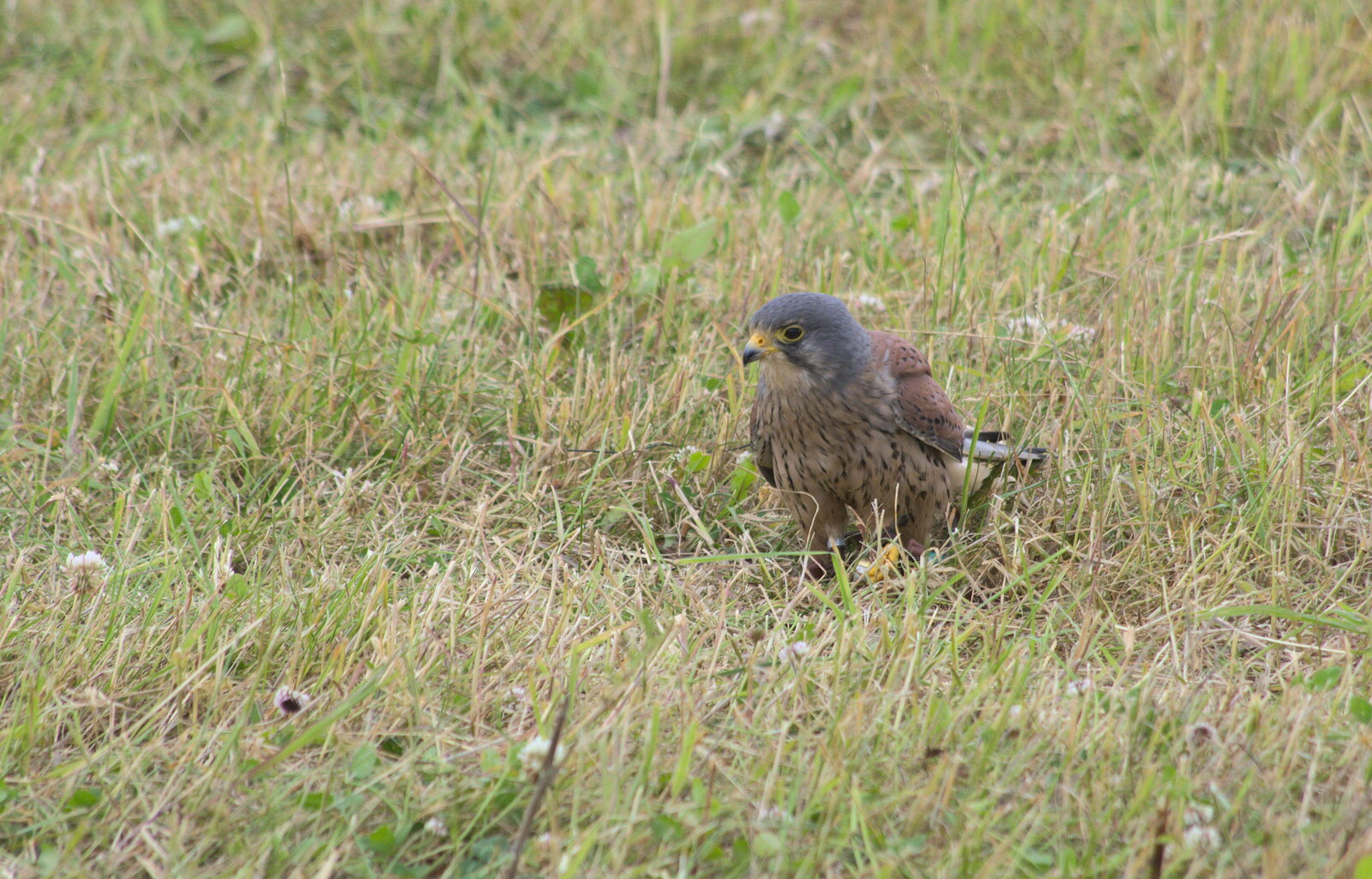 A kestrel called Blackberry from A Vintage Tractorey Sort of Day, Palgrave, Suffolk - 21st June 2015