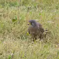 A kestrel called Blackberry, A Vintage Tractorey Sort of Day, Palgrave, Suffolk - 21st June 2015