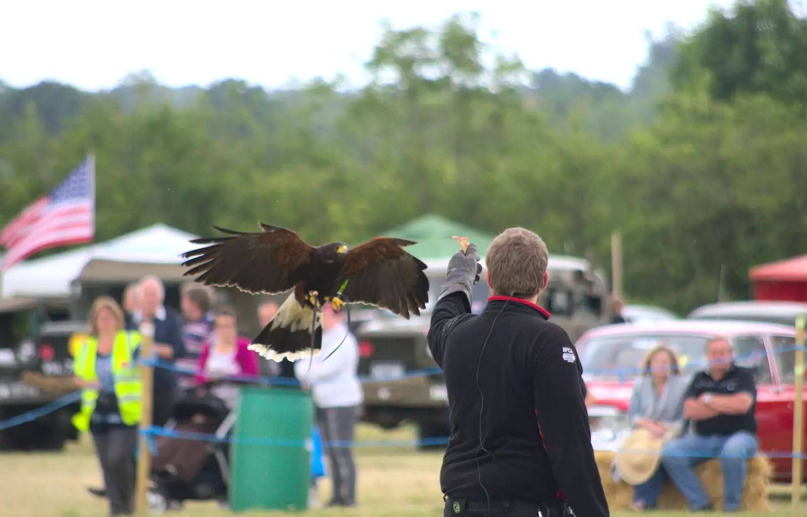 Back in the ring, the bird has been upgraded, from A Vintage Tractorey Sort of Day, Palgrave, Suffolk - 21st June 2015