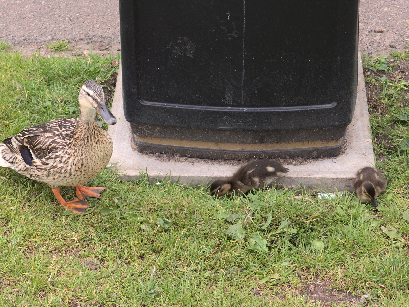 Fluffy ducklings hang out by the bins from A visit from Da Gorls, Brome, Suffolk - 27th June 2015