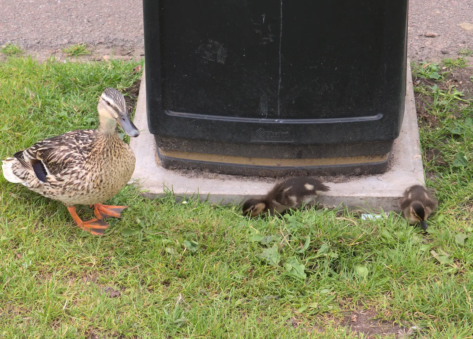 Fluffy ducklings hang out by the bins, from A visit from Da Gorls, Brome, Suffolk - 27th June 2015