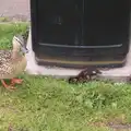 Fluffy ducklings hang out by the bins, A visit from Da Gorls, Brome, Suffolk - 27th June 2015