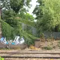 Graffiti is covered by foliage, It's a SwiftKey Knockout, Richmond Rugby Club, Richmond, Surrey - 7th July 2015