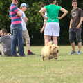 A small dog invades the group, It's a SwiftKey Knockout, Richmond Rugby Club, Richmond, Surrey - 7th July 2015