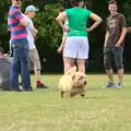 A small dog invades the group, It's a SwiftKey Knockout, Richmond Rugby Club, Richmond, Surrey - 7th July 2015